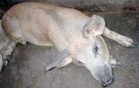 Organic Farming Organic Farming