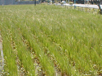 Organic Farming Organic Farming