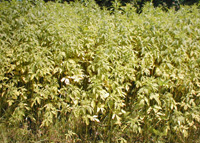 Organic Farming Organic Farming