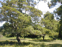 Organic Farming Organic Farming