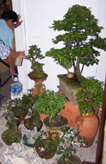 Ilonggoanay
