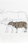 Ice Age carabao