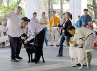 Dog Show