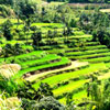 Bucari in Leon