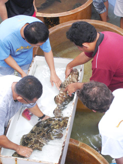 Determining the sexual maturity of grouper broodstock for induce spawning.