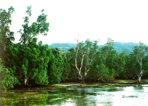 Guwanon Spring and Cottage Resort