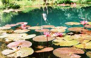 A spring in the middle of the ricefield