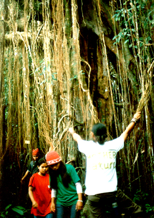Big and Old trees